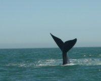 Baleine Vs voilier